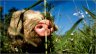 photo-porc-de-bayeux.jpg - 