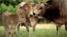 photo-race-bovine-nantaise.jpg - 