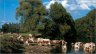 photo-races-bovines-locales.jpg - 