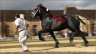 photo_etalon_percheron_haras_pin.jpg - 