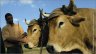 22_TRACTION_ANIMALE_DURABLE_PHOTO.jpg - 