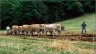 5_TRACTION_ANIMALE_DURABLE_PHOTO.jpg - 