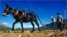 8_TRACTION_ANIMALE_DURABLE_PHOTO.jpg - 