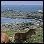 photo cheval breton porspoder