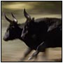 Photo taureau camargue toro