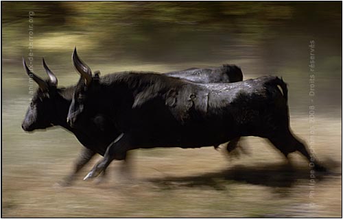 http://www.animaux-de-terroir.org/uploads/images/galerie/photo-taureau-camargue-toro-v.jpg