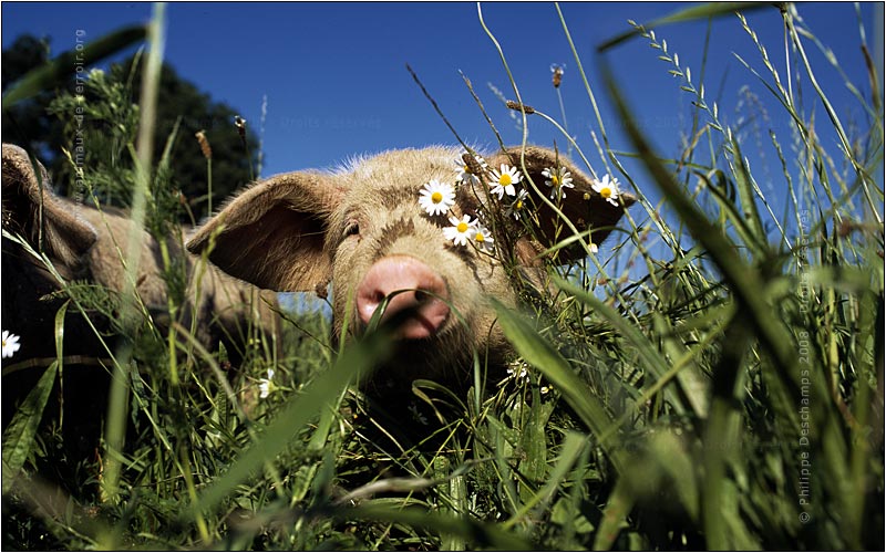 http://www.animaux-de-terroir.org/uploads/images/galerie/photo-porc-bayeux-pig-cochon.jpg