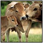 Photo portrait vaches de france