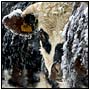 photo-race-vache-normande-neige