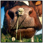 photo vache normande museau